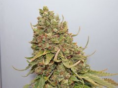 вдова Spliff seeds