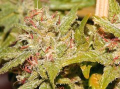 шишь вдова Spliff seeds
