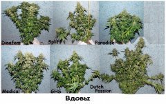общая кустистость