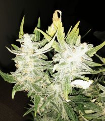 Chu Valley (Russian Genetic)