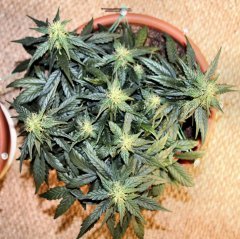 lemon2 39