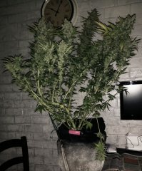 chocolate skunk