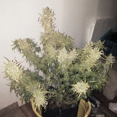 Sweet'n'sour