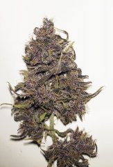 lsd25 finish @