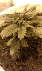 afgan kush fem