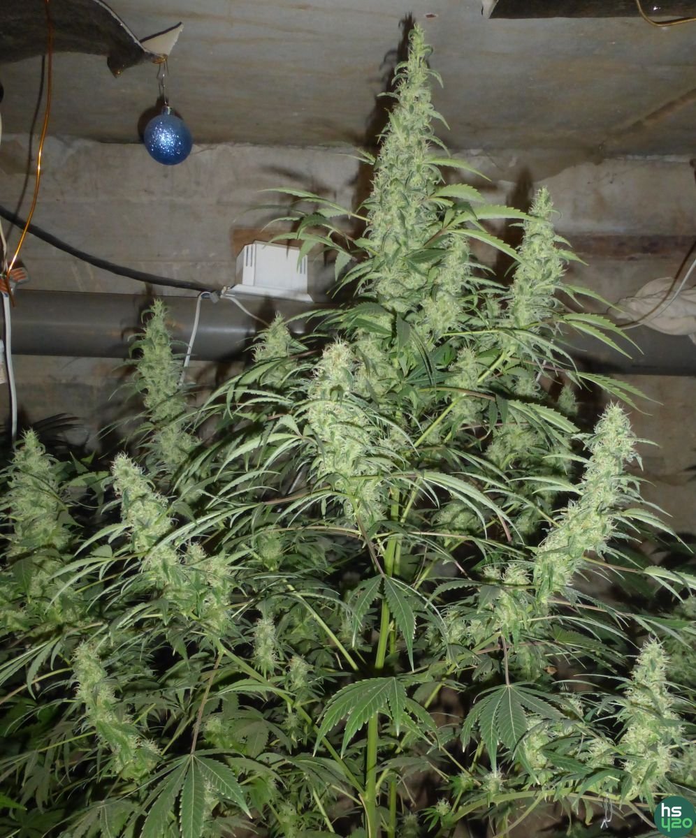 AK47