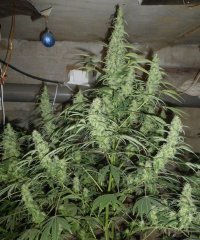 AK-47