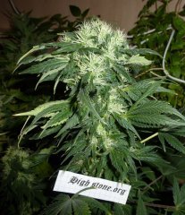 AK 47   Serious Seeds