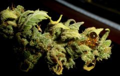 Joint Doctor   Капельки (смолы)