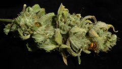 Joint Doctor   Капельки (смолы)