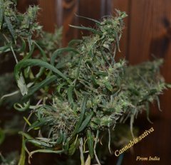Cannabis Sativa