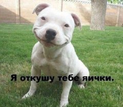 buldog