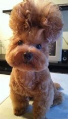 nice Dog