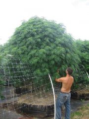 scrog)