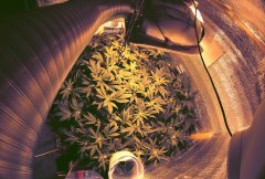 Moby Dick fem