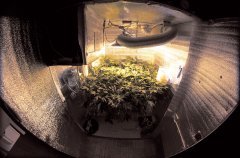 Moby Dick fem
