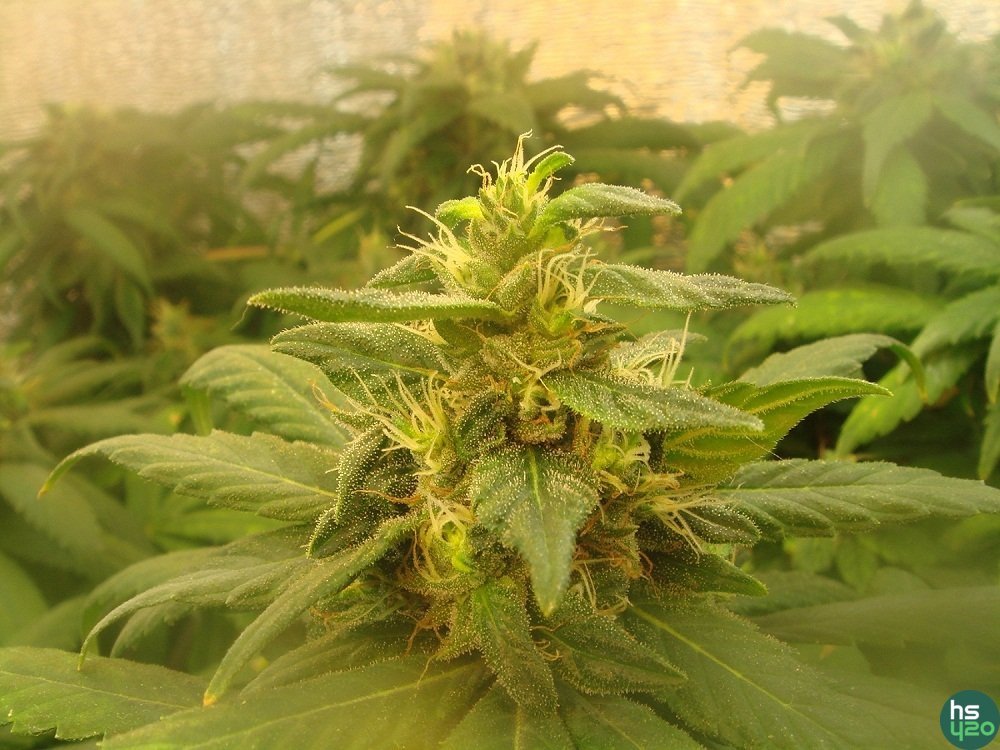 Afghan Kush и другие )