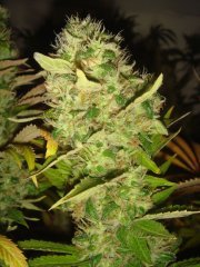 Dr.Grinspoon ( clone ) \ Barney`s Farm