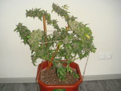 Dr.Grinspoon \ Barney`s Farm