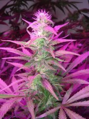 Dr.Grinspoon \ Barney`s Farm