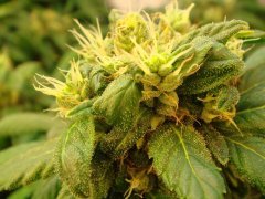 Afghan Kush \ W.O.S