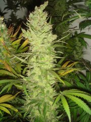 Grizzly fem \ Canadian Seeds Lab