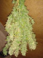 Dr.Grinspoon \  Barney`s Farm \ Харвест ))