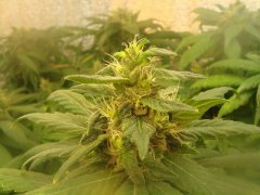 Afghan Kush \ W.O.S