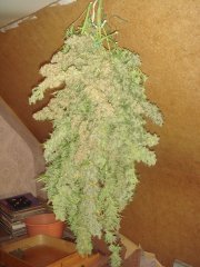 Grizzly fem \ Canadian Seeds Lab \ Харвест )