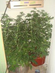 Dr.Grinspoon & Grizzly