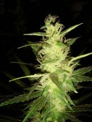 Grizzly fem \ Canadian Seeds Lab