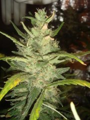 G.H. Cheese \ Green House Seeds