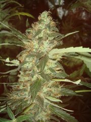 Dr.Grinspoon \ Barney`s Farm