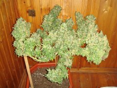 Afghan Kush \ W.o.S. \ ХВ