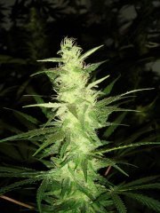 Dr.Grinspoon \ Barney`s Farm