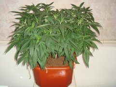 Afghan Kush \ WoS \ Клон