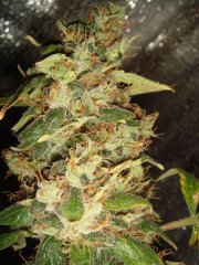 Dr.Grinspoon \ Barney`s Farm
