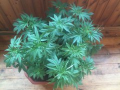afghan kush \ world of seeds