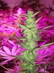 Grizzly fem \ Canadian Seeds Lab