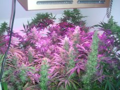 Dr.Grinspoon & Grizzly