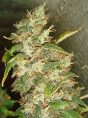 Dr.Grinspoon \ Barney`s Farm