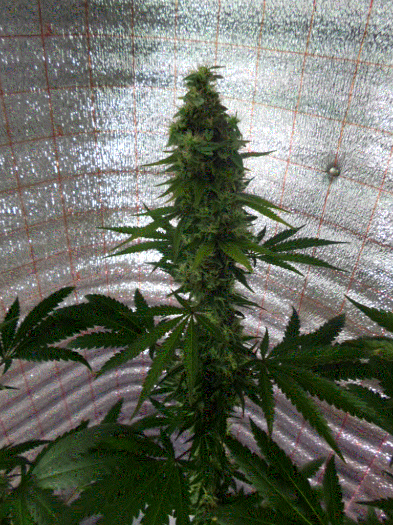 G13Haze