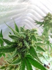 super skunk