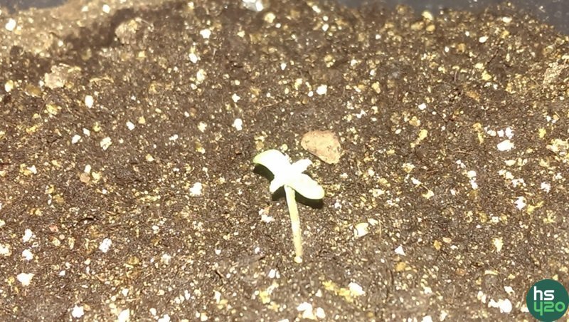 Auto bubble gum fem