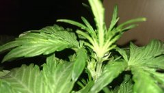 IMAG0695