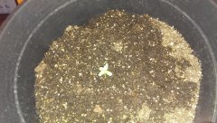 IMAG0637
