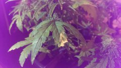 IMAG0775