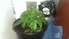 IMAG0699