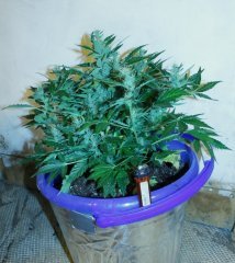 MG 0114