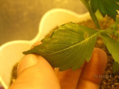 IMG 0425